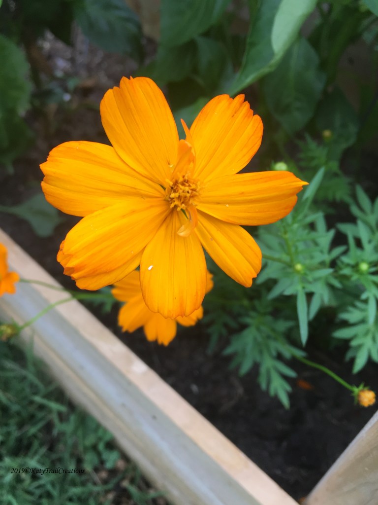 Golden Marigold