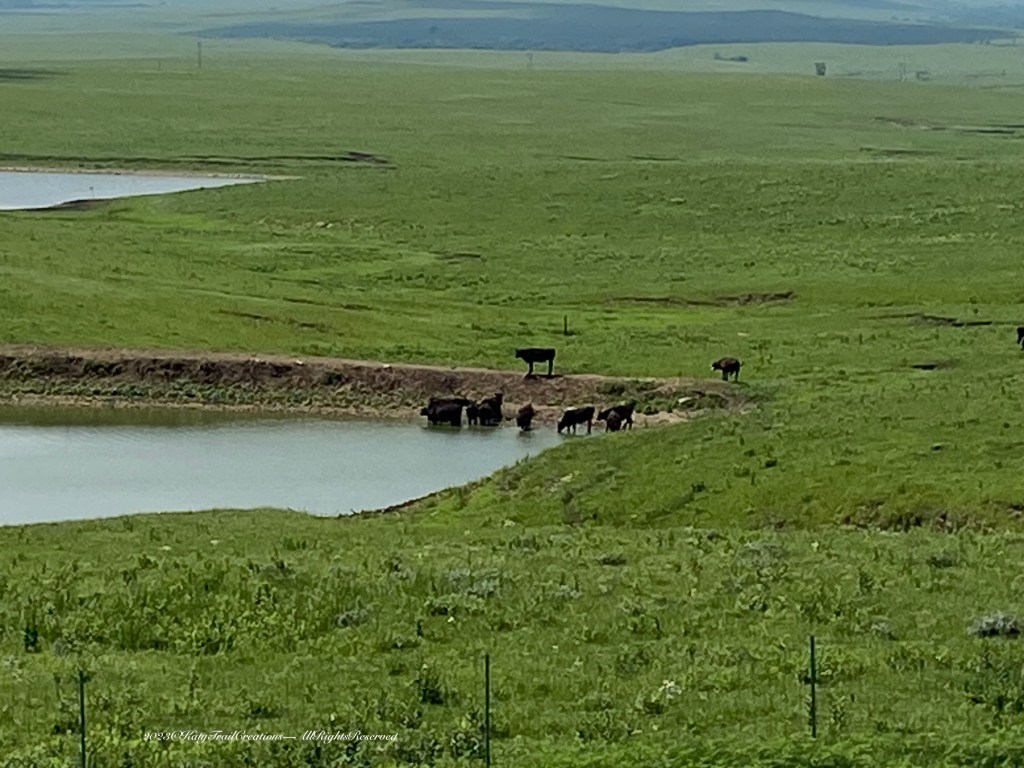 Ever heard of a Cattleman's Alert? Cattle getting stuck in the muck is a thing in summer.